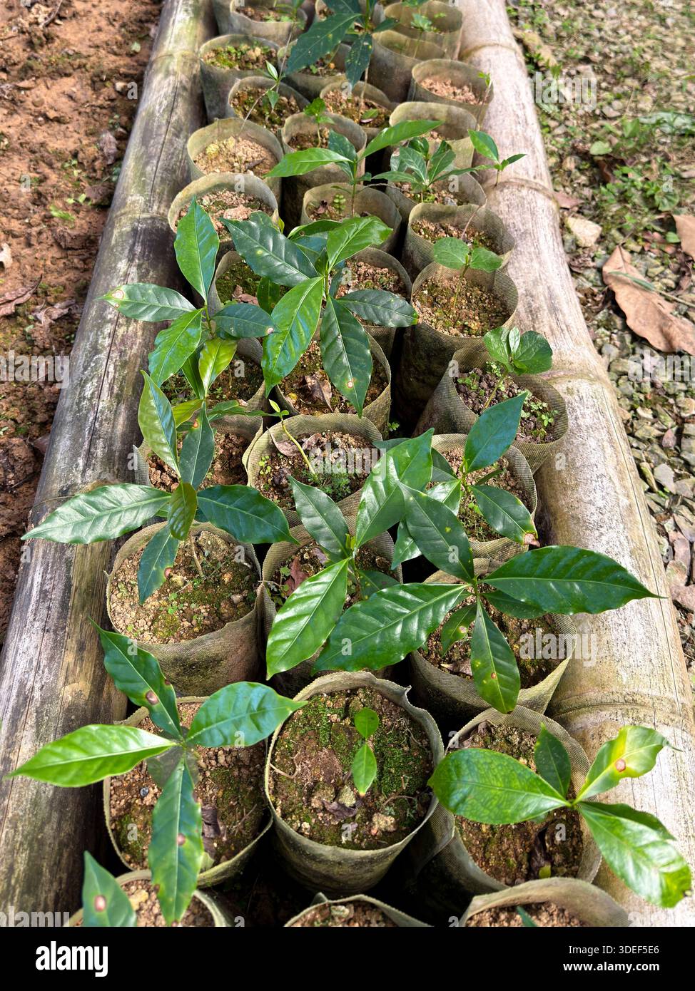 Vivaio con foglie di piante di caffè arabica Foto Stock