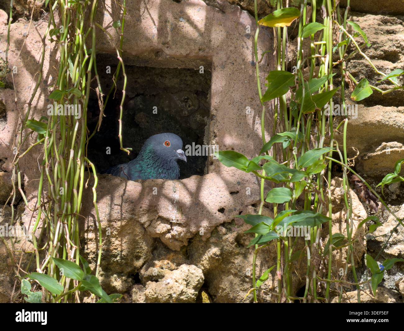 Piccione in un buco da parete di pietra Foto Stock