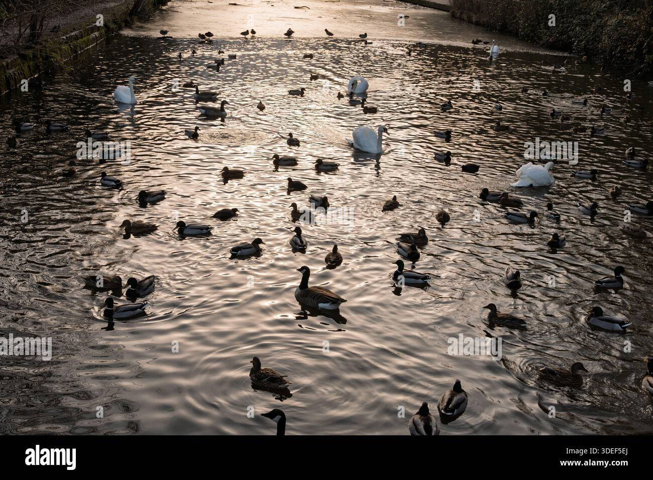 Cigni e anatre si affollavano sull'acqua aperta su un canale ghiacciato contro il bagliore dorato dell'inverno. Foto Stock