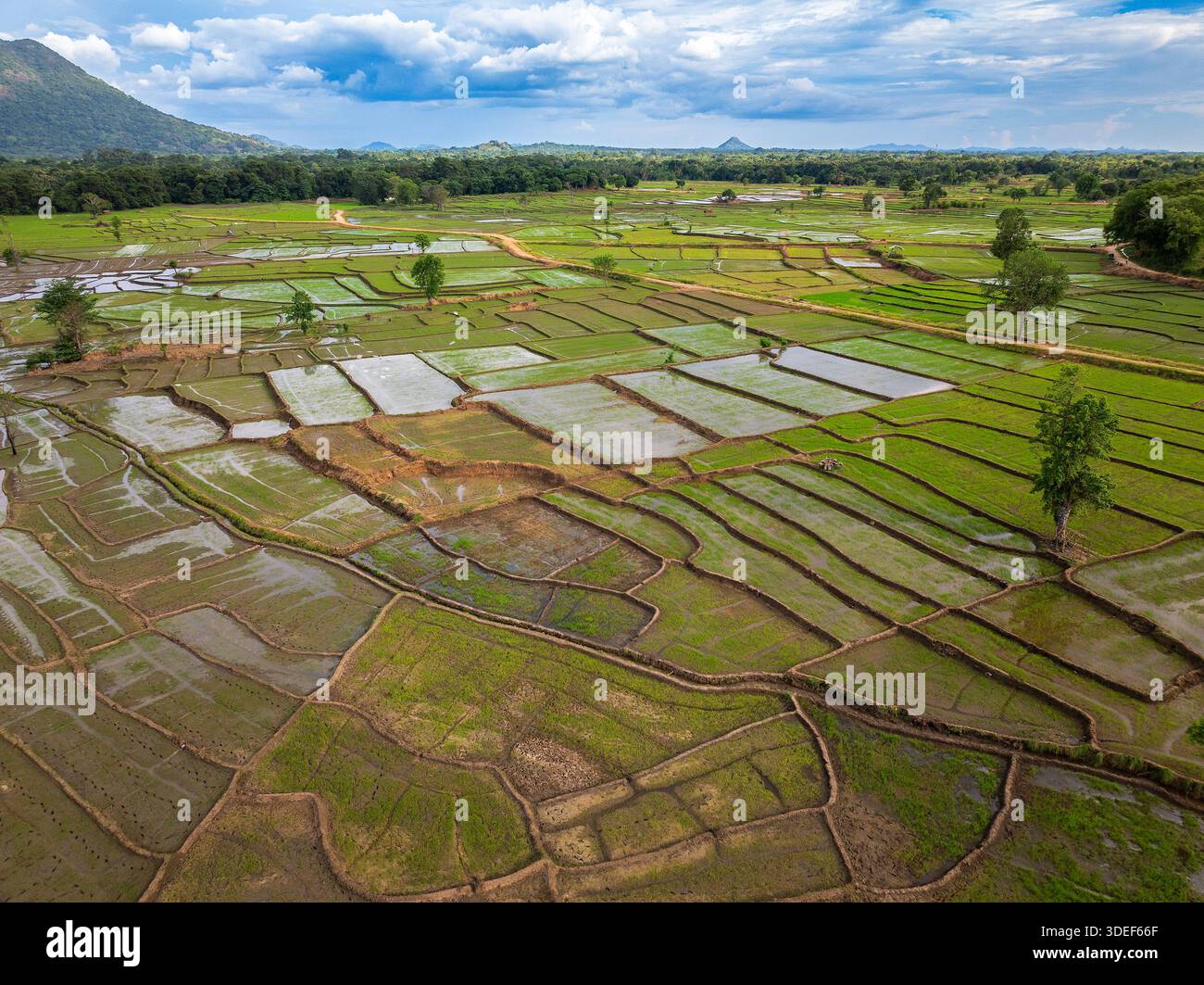 Veduta aerea dei lussureggianti campi di riso e del paesaggio di Patchwork Paddy nello Sri Lanka Foto Stock