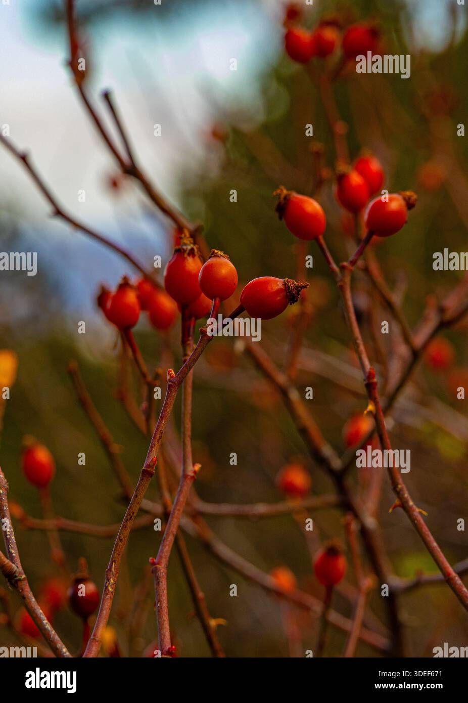 Vista ravvicinata delle bacche di Rosehip con sfondo marrone nella foresta di montagna di Troodos, Cipro Foto Stock