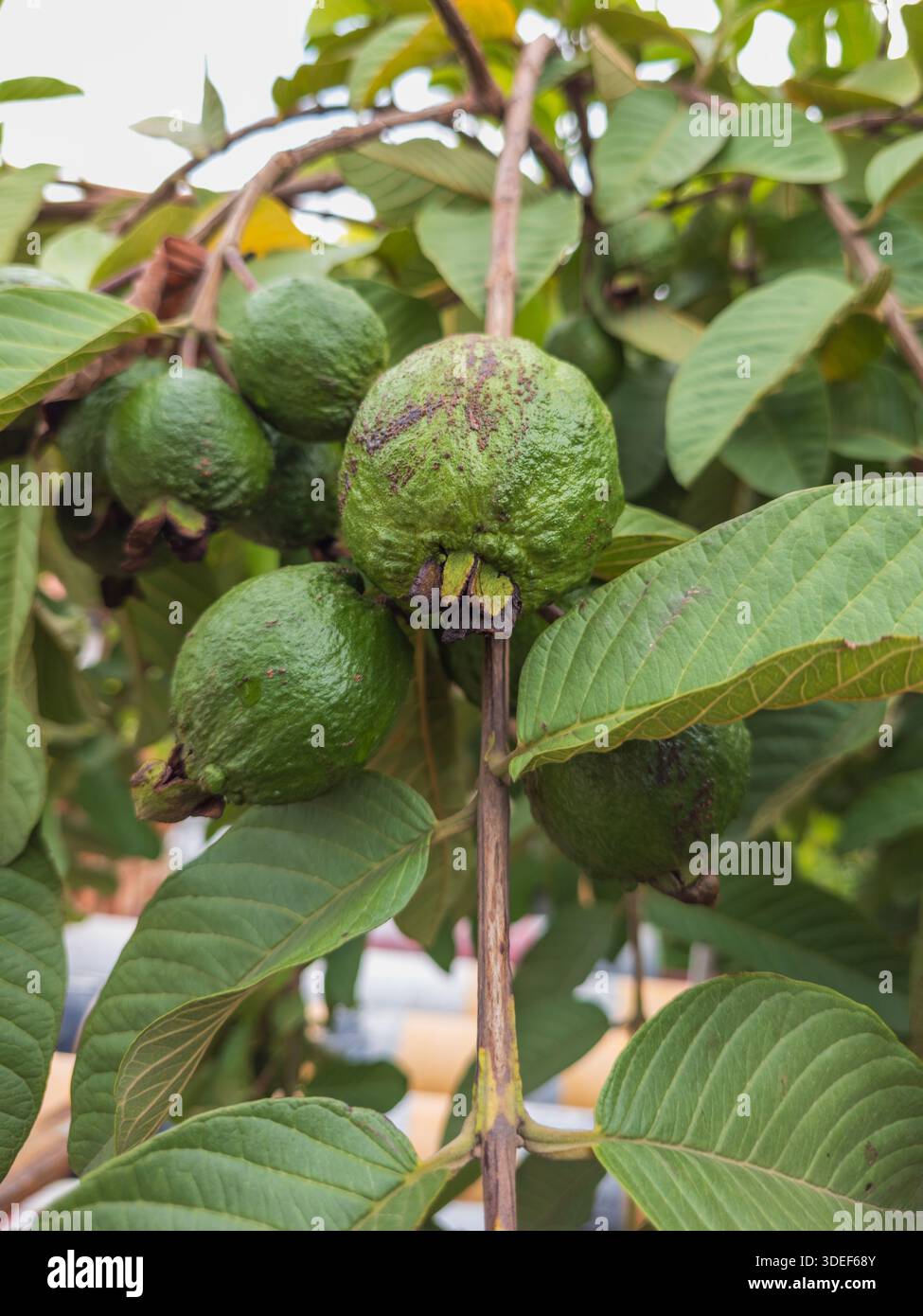 Guajava Psidium con frutti verdi Foto Stock