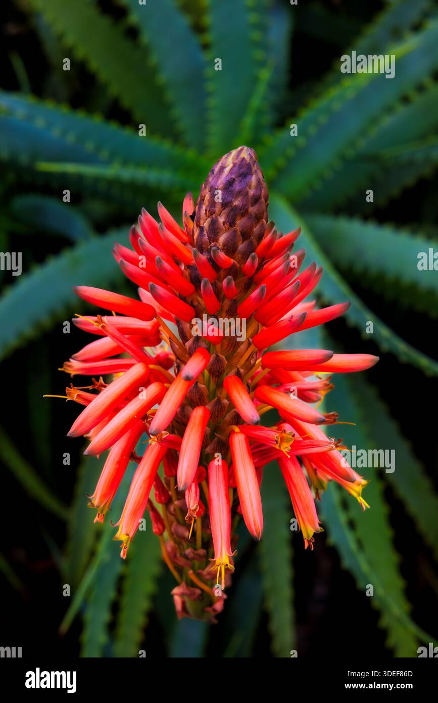 Una pianta di Aloe vera in fiore, Portogallo Foto Stock
