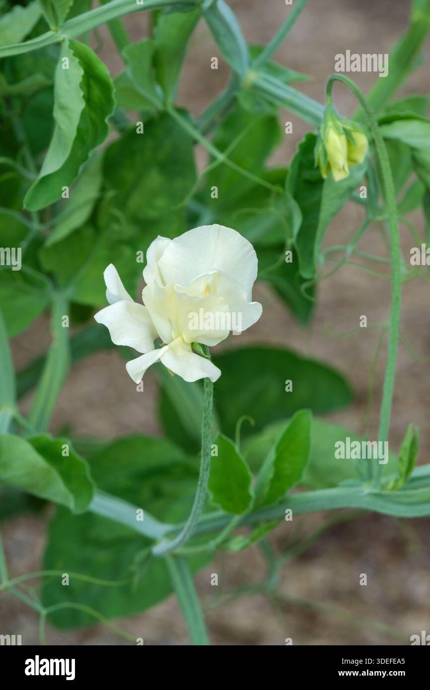 Lathyrus odoratus Cathy, piselli dolci Cathy, racemi di fiori a gambo lungo, petali bianchi cremosi arricciati, Foto Stock