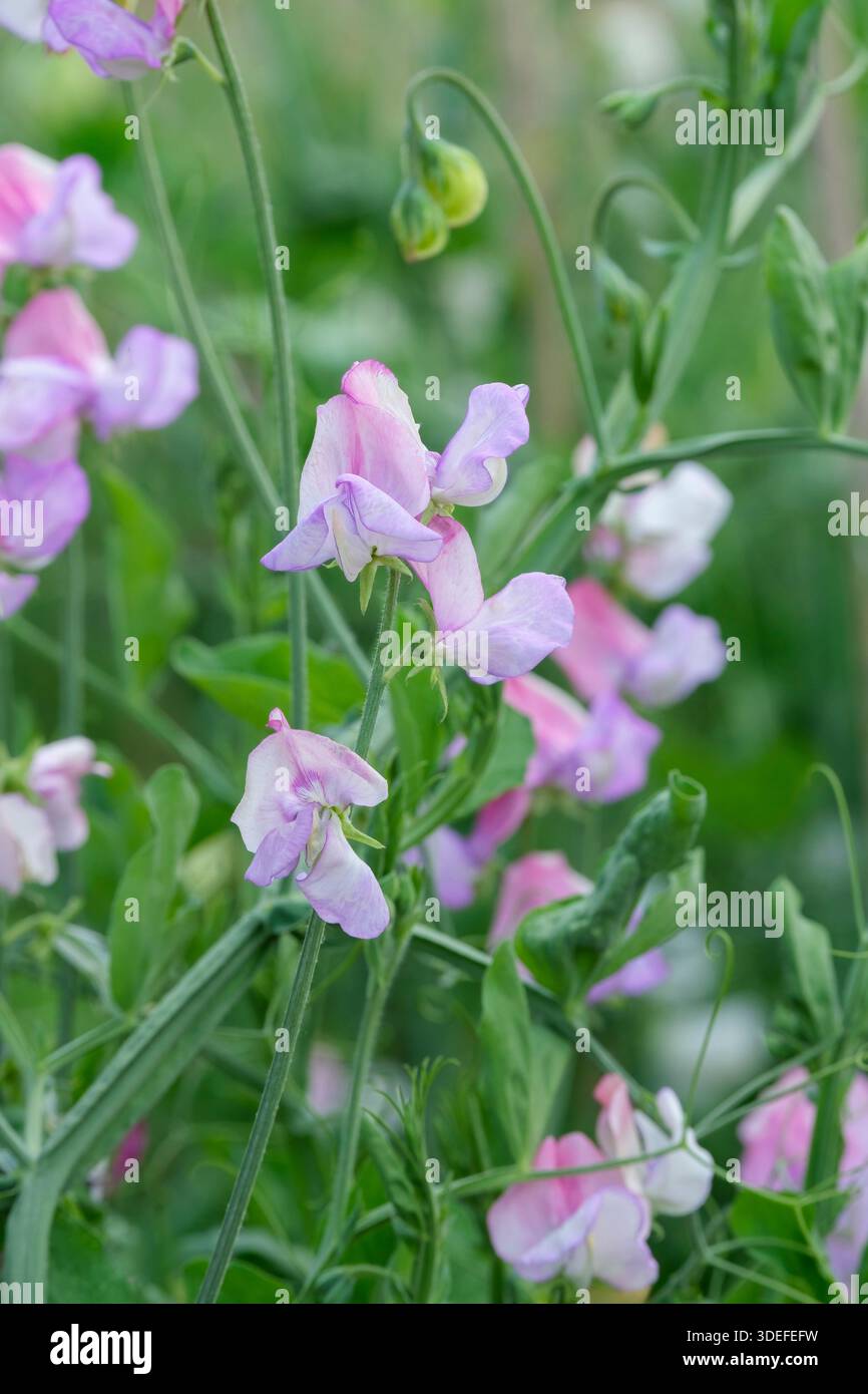 Lathyrus odoratus Fire and Ice, piselli dolci Fire and Ice, fiori bicolori di rosa scuro e blu viola, Foto Stock