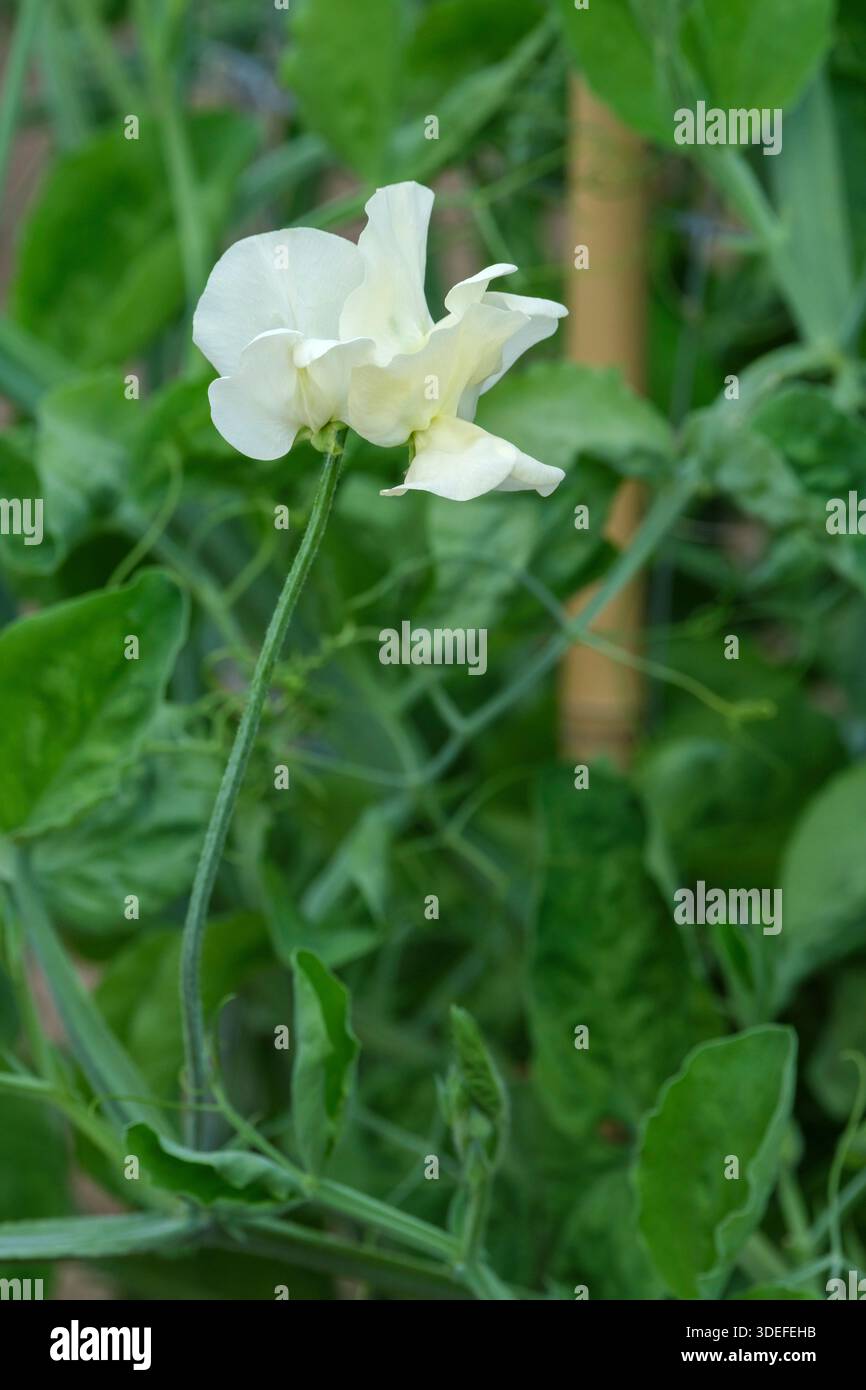 Lathyrus odoratus Cathy, piselli dolci Cathy, racemi di fiori a gambo lungo, petali bianchi cremosi arricciati, Foto Stock