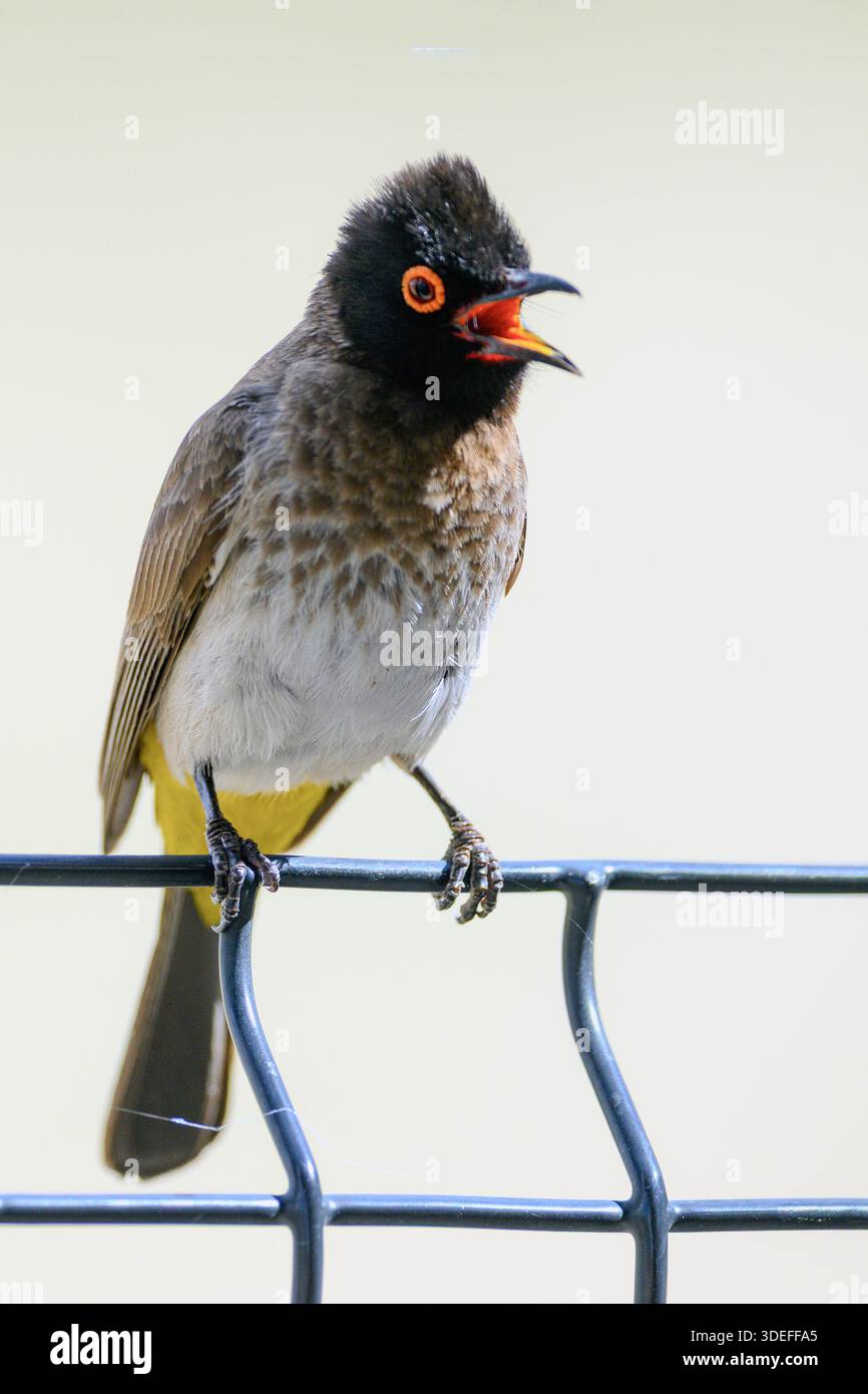 Bulbul dagli occhi rossi (Pycnonotus brunneus) dal campo di riposo di Nossob, Parco transfrontaliero di Kgalagadi, Sudafrica. Foto Stock