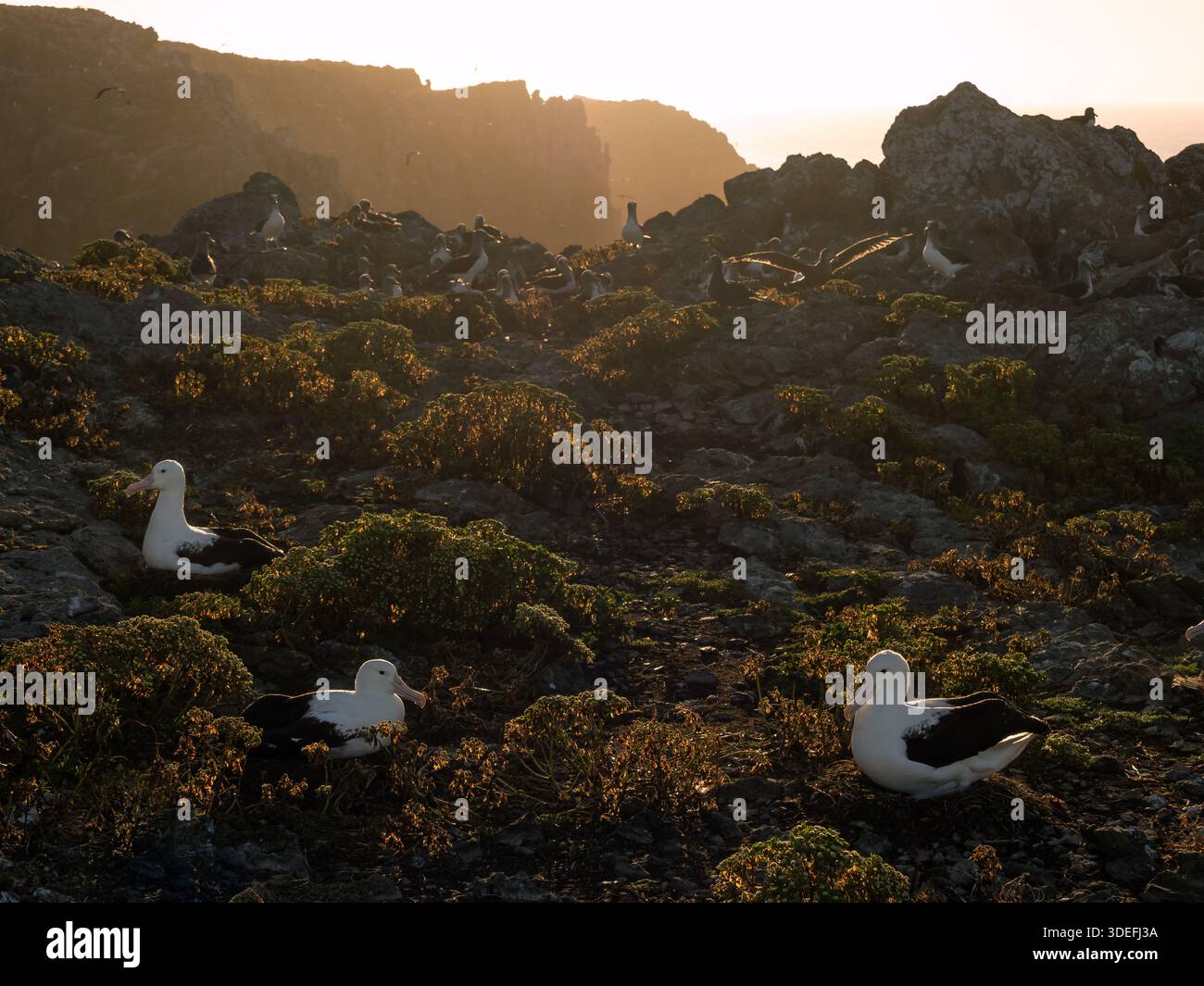 Northern Royal Albatross, Diomedea sanfordi, adulti sui nidi nella loro colonia riproduttiva, Forty Fours, nuova Zelanda, Foto Stock