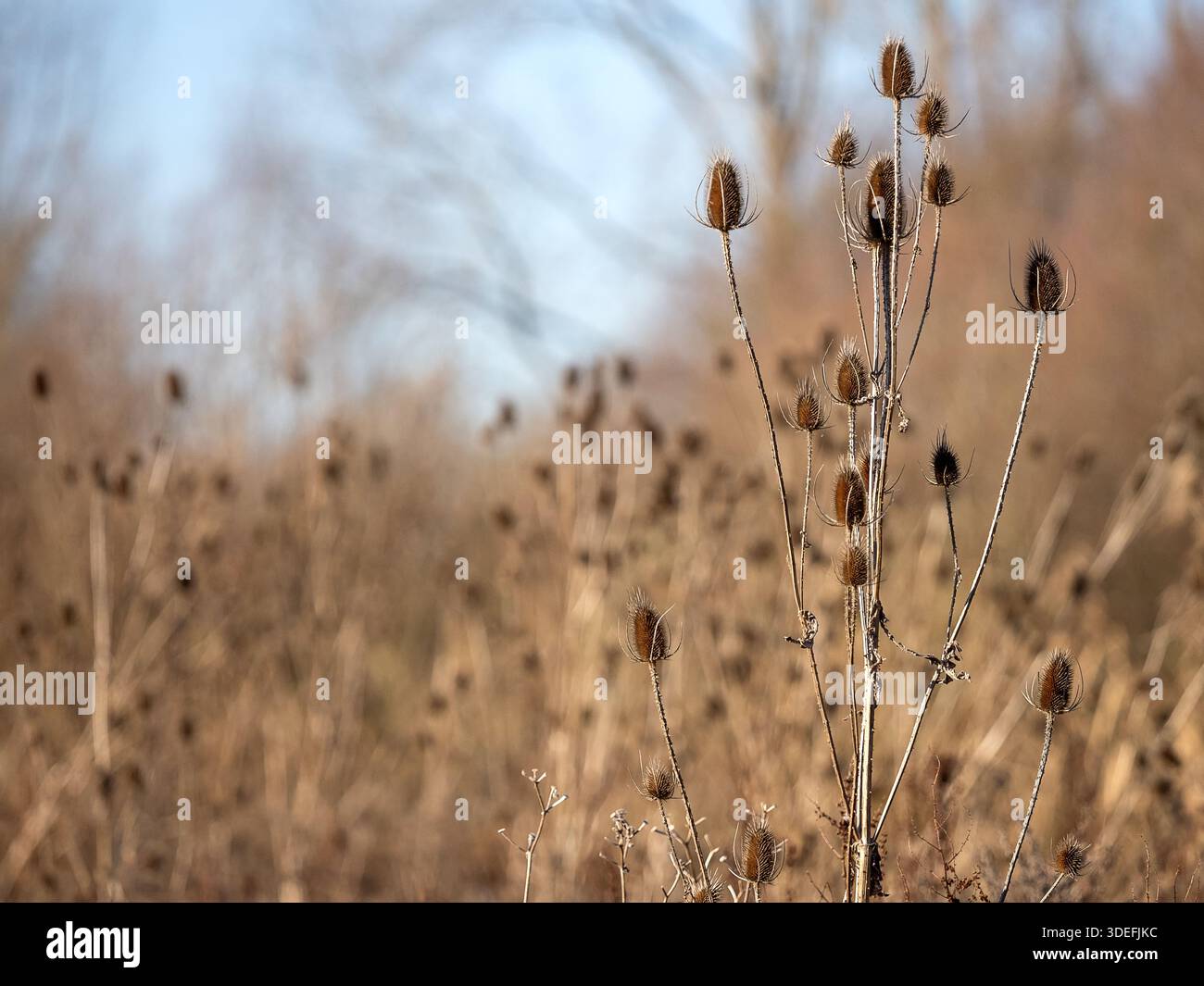 Wild Teasel Dipsacus fullonum, una zona di teste di semi, Langford Lakes, dicembre Foto Stock