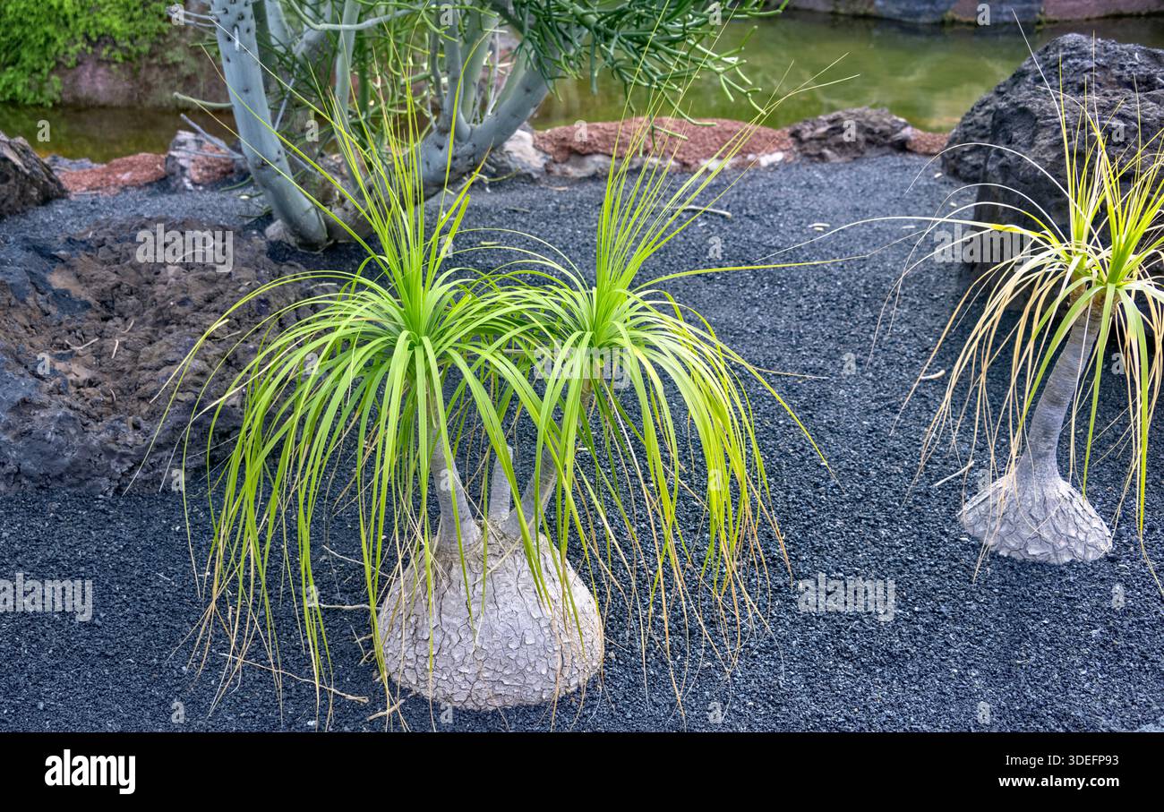 Beaucarnea ricorvata, nota anche come palma della coda di ponte o cibo dell'Elefante, Jardin de Cactus, Cactus Garden Guatiza, Lanzarote, Isole Canarie Foto Stock