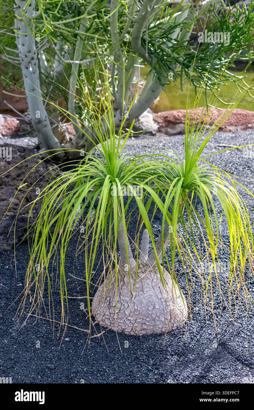Beaucarnea ricorvata, nota anche come palma della coda di ponte o cibo dell'Elefante, Jardin de Cactus, Cactus Garden Guatiza, Lanzarote, Isole Canarie Foto Stock