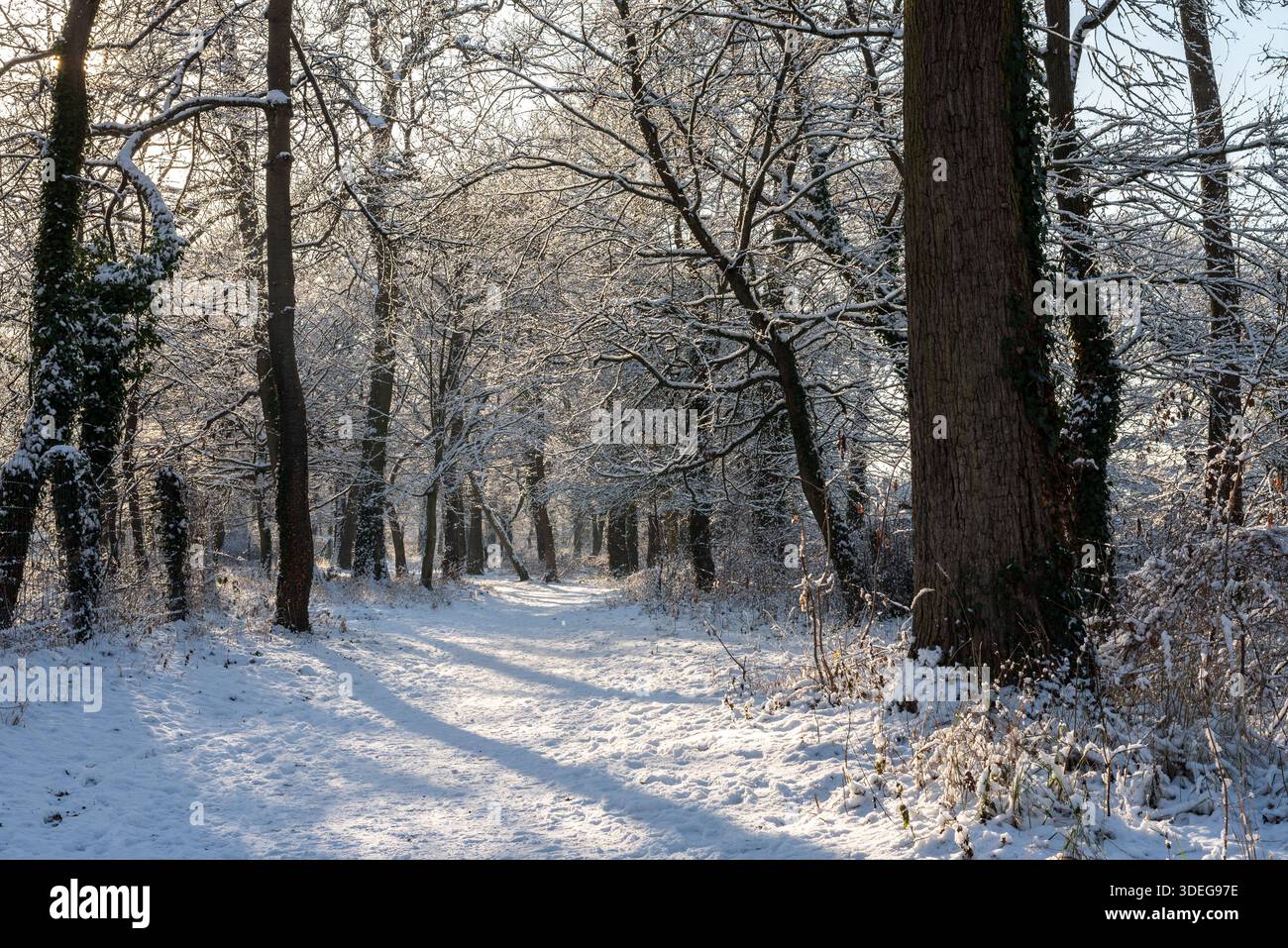 Splendidi alberi innevati e sentiero nella foresta di Poissy, Francia. Sfondo invernale Foto Stock