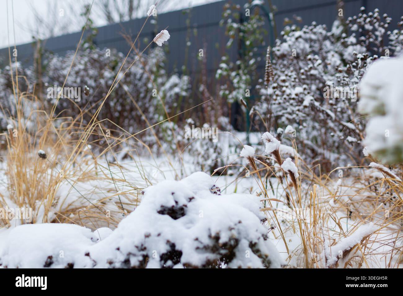 Erbe ornamentali nel giardino d'inverno. Il pennisetum fiorisce ricoperto di neve da piante perenni su aiuole di fiori. Stile di giardinaggio naturalistico Foto Stock