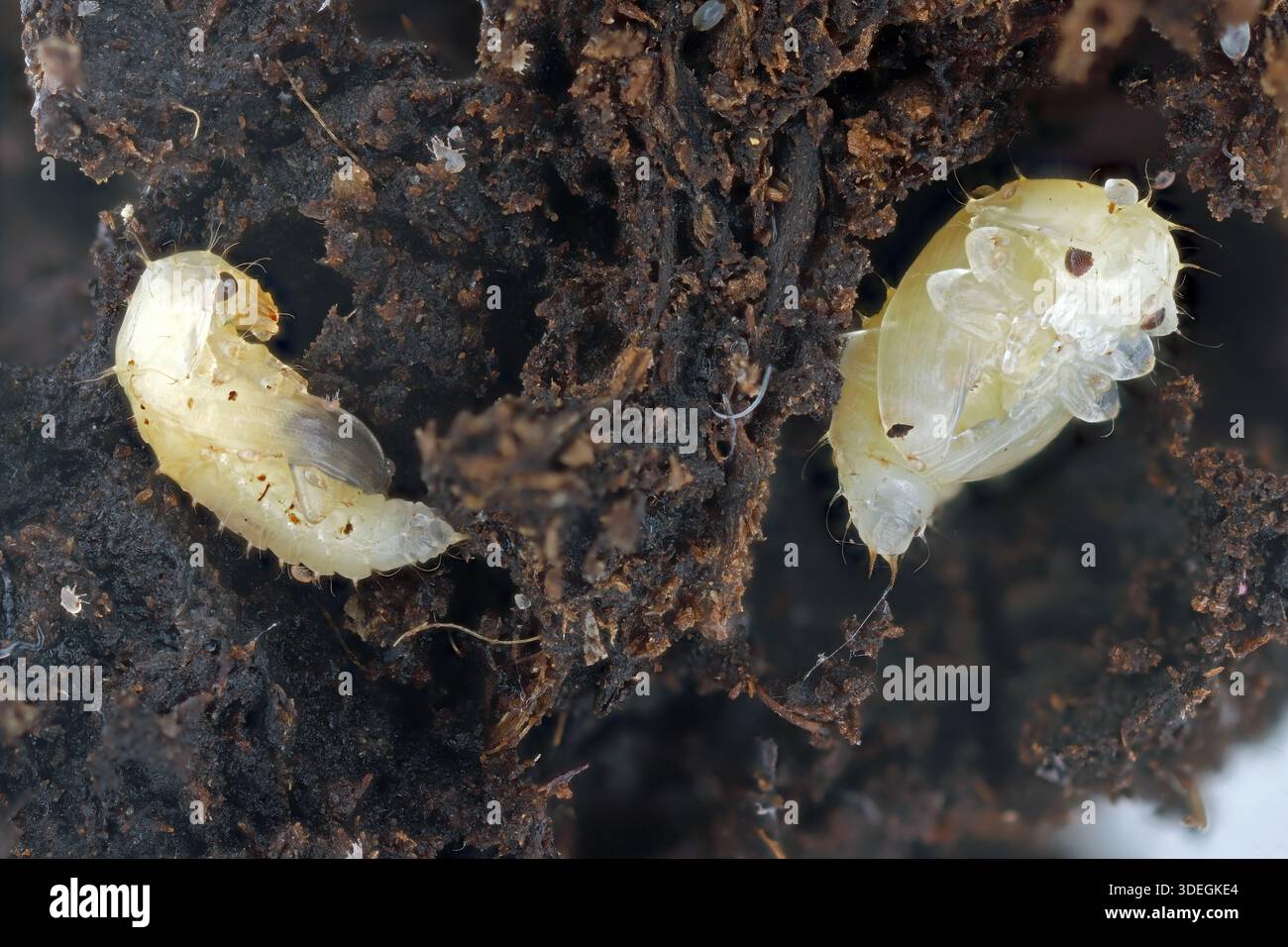 Pupa di scarabeo di linfa di fragola, Stelidota geminata, presente in terreni coltivati. Foto Stock