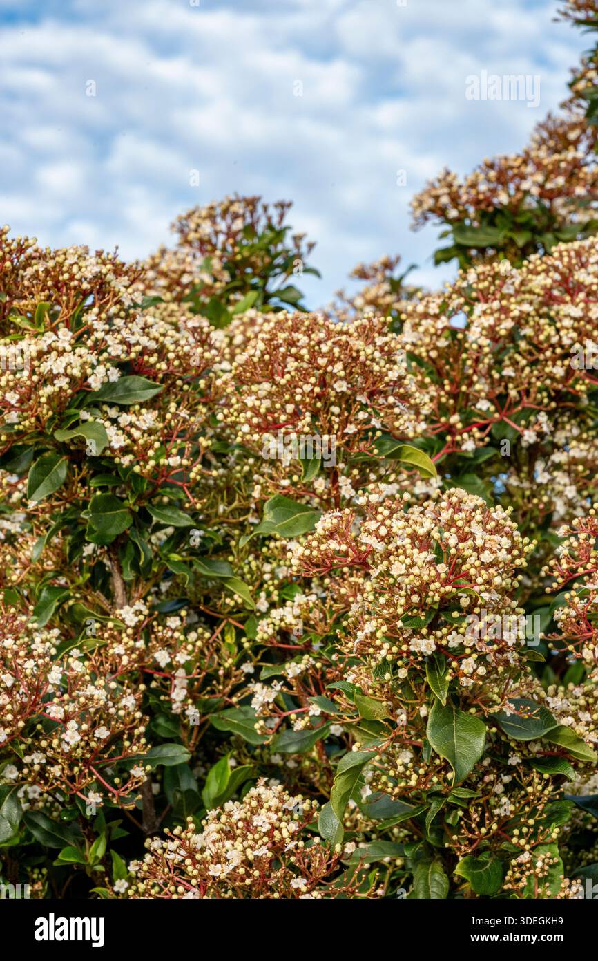 Viburnham Tinus, arbusto fiorito Laurustinus, arbusto sempreverde Bushy, arbusto a fiore lungo Foto Stock