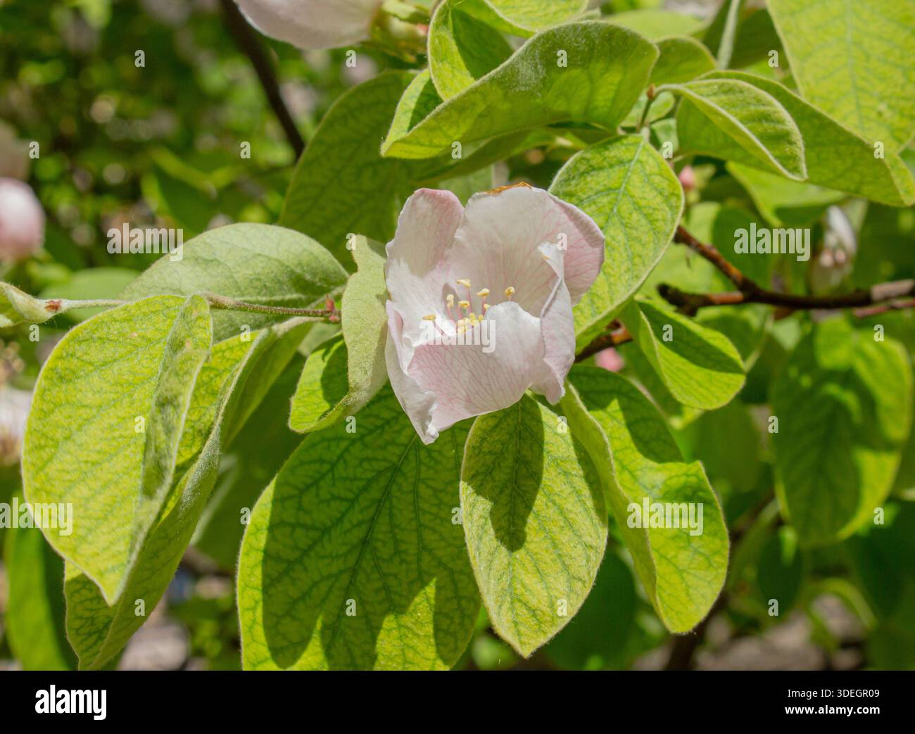 Primo piano fiore di Quince rosa pallida in giardino su uno sfondo di sole giornate. Cydonia oblonga. Foto Stock