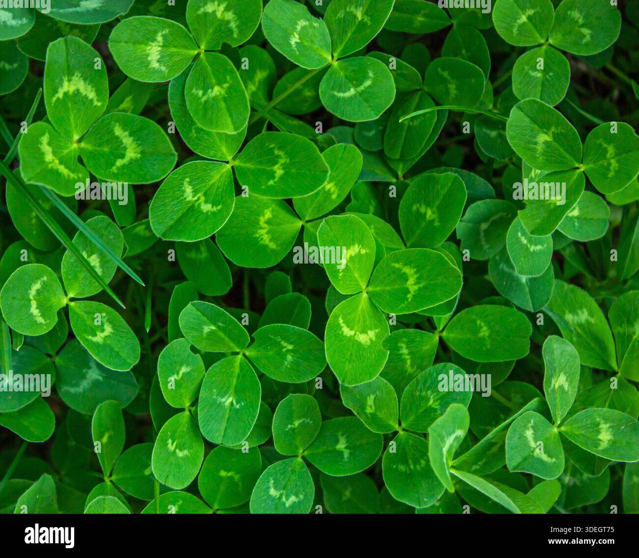 Trifoglio verde fresco a tre foglie per il giorno di San Patrizio. I trifoglio sono ben confezionati, creando una texture lussureggiante e naturale che copre completamente Foto Stock