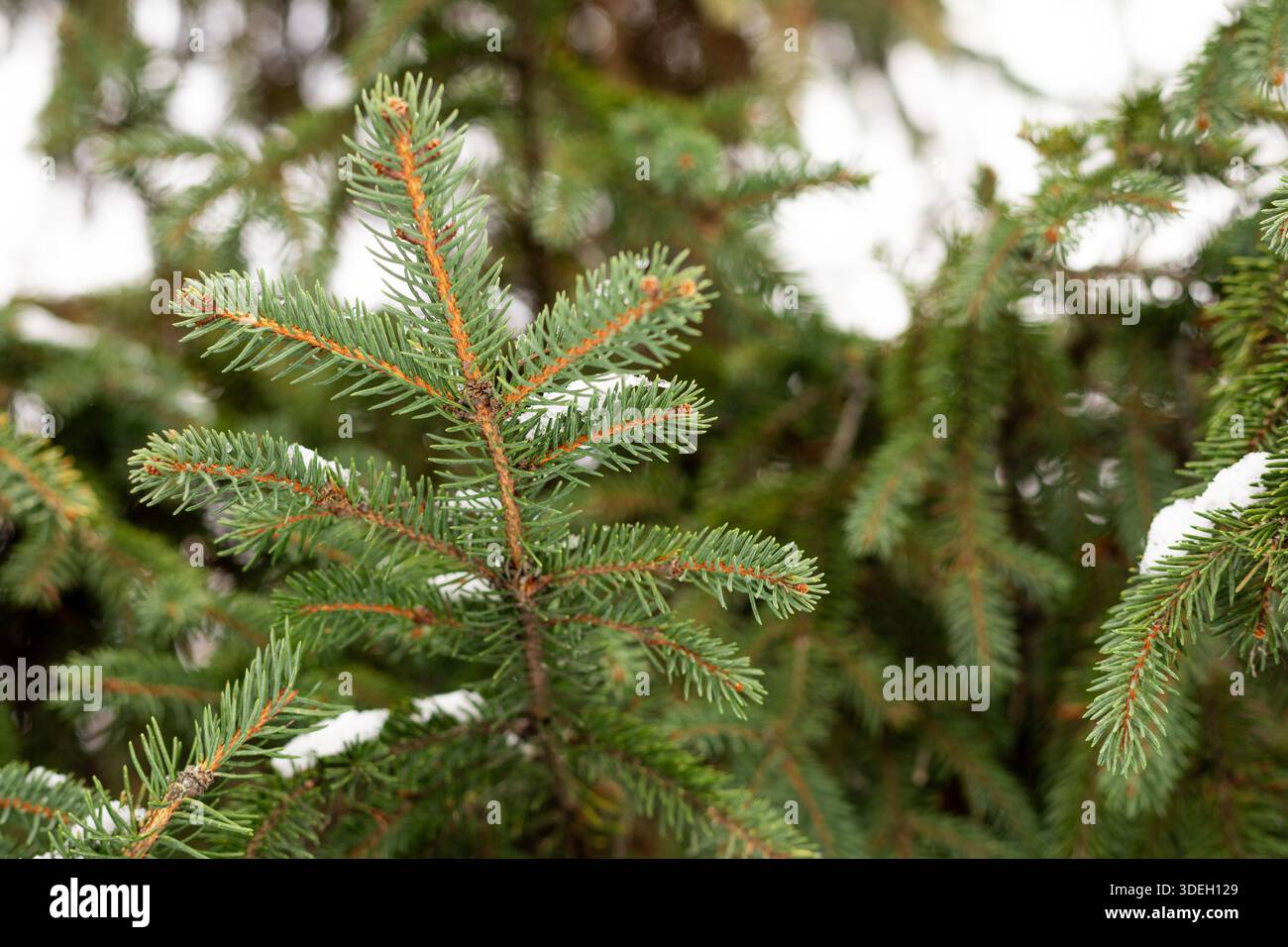 Rami di abete rosso delicatamente spolverati di neve leggera nella foresta invernale Foto Stock