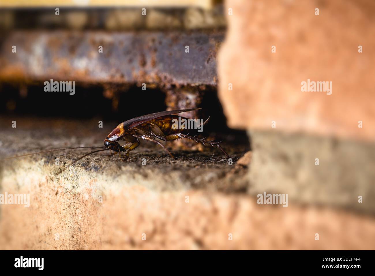scarafaggio che esce da un buco nel muro di una vecchia casa o muro Foto Stock