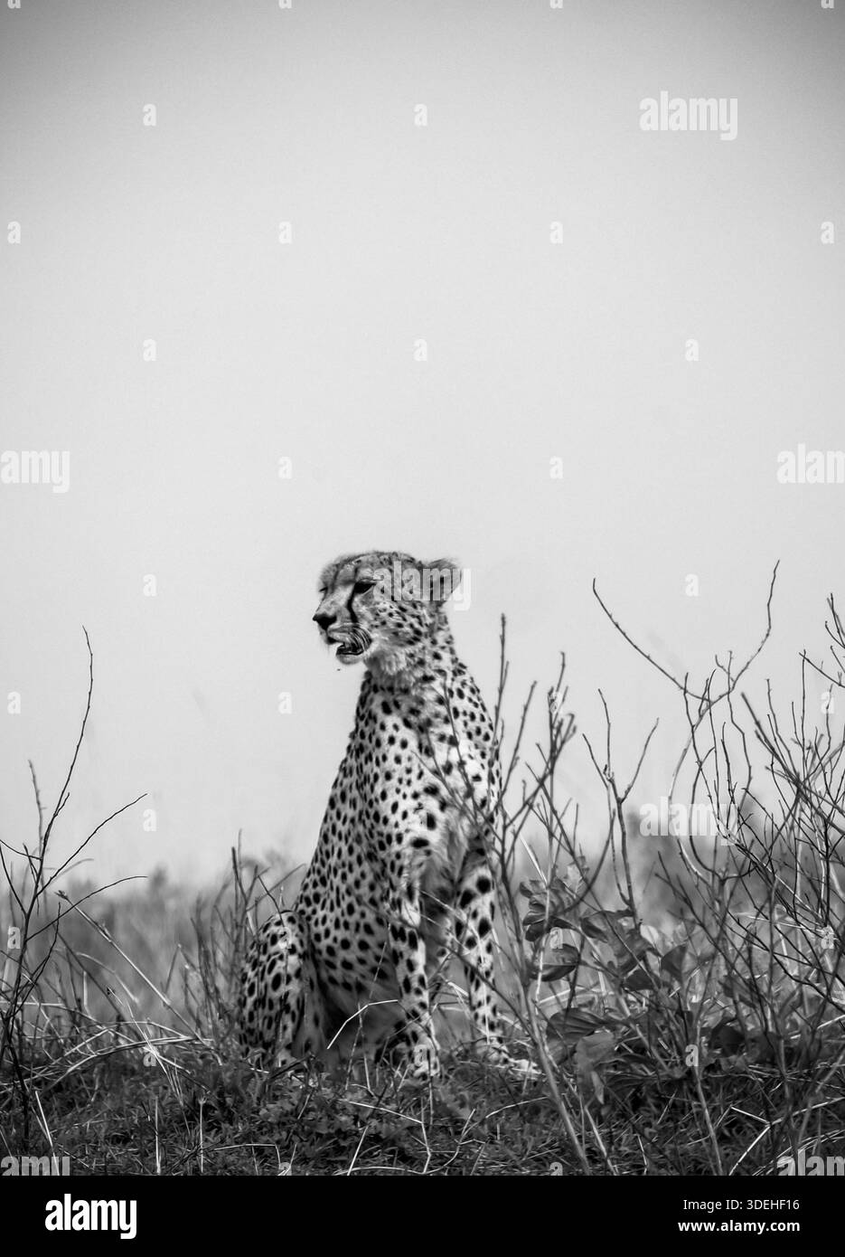 Ghepardo selvatico seduto e scansionando il vasto paesaggio della savana durante un'esilarante avventura safari nelle splendide regioni naturali dell'Africa Foto Stock