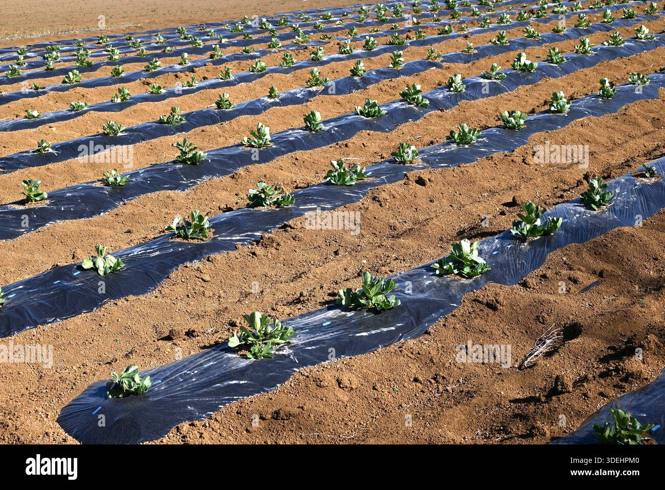 I fagioli larghi sono verdure nutrienti che possono essere seminate in autunno e raccolte all'inizio dell'estate dell'anno successivo. Foto Stock