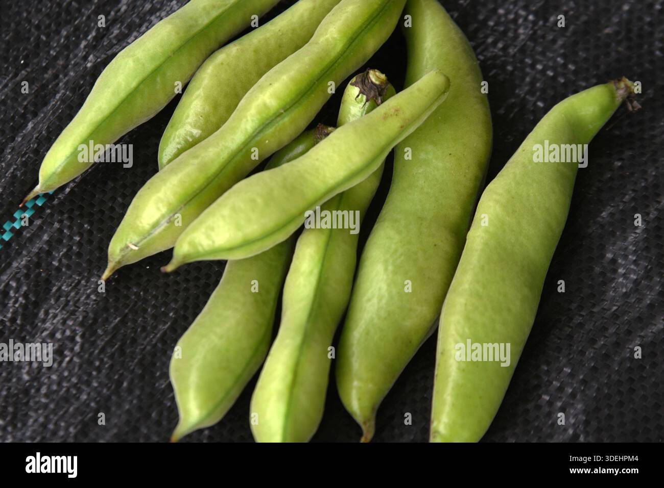 I fagioli larghi sono verdure nutrienti che possono essere seminate in autunno e raccolte all'inizio dell'estate dell'anno successivo. Foto Stock