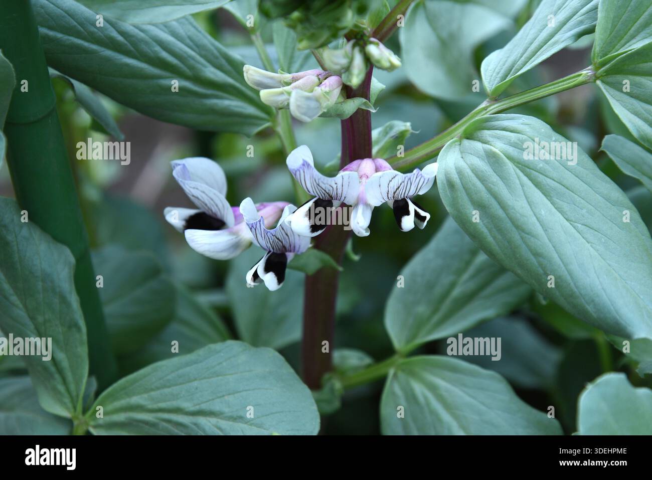 I fagioli larghi sono verdure nutrienti che possono essere seminate in autunno e raccolte all'inizio dell'estate dell'anno successivo. Foto Stock
