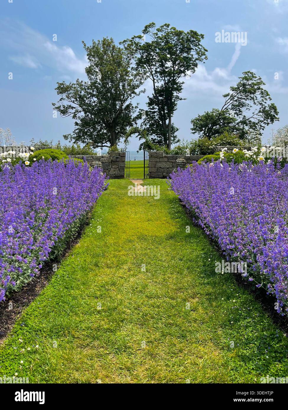 Percorso simmetrico del giardino fiancheggiato da fiori viola che conducono verso un muro di pietra e alberi sotto un cielo blu. Foto Stock