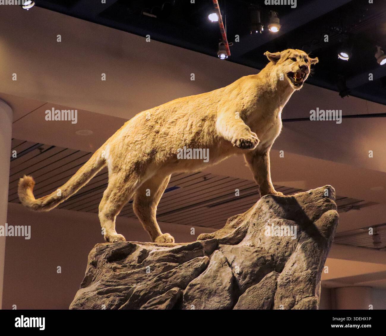 Spettacolare esposizione museale di un leone di montagna tassidermico posto su una roccia, che illustra grandi predatori e la fauna selvatica del Nord America. Foto Stock
