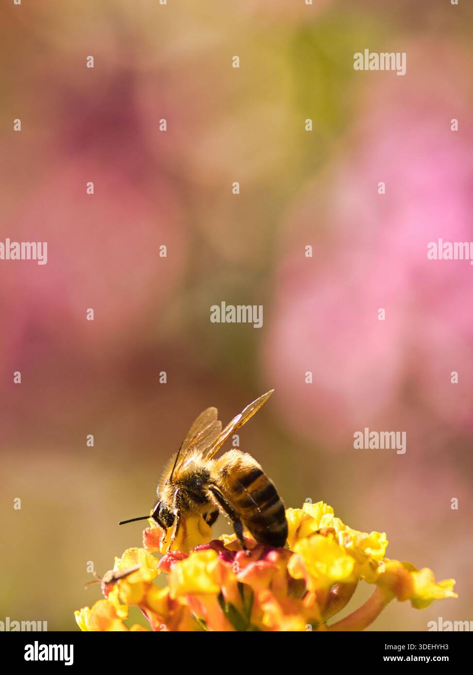 Il miele delle api per raccogliere il polline. Foto Stock