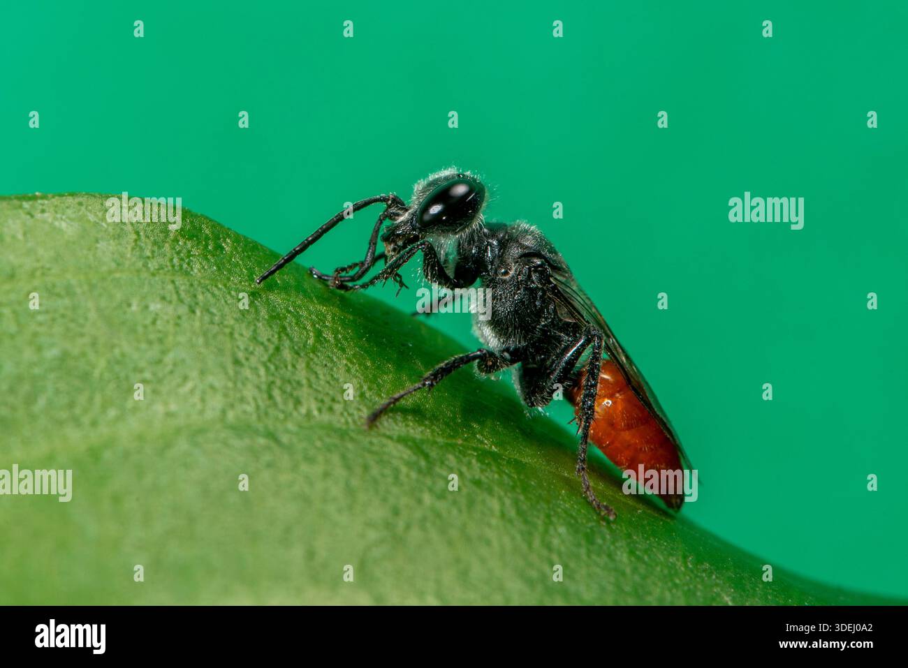 Vadnais Heights, Minnesota. Foresta di John H. Allison. Primo piano del genere Astata un membro di Square-Headed Wasps, e Sand Wasps. Appartiene alla famiglia Crabron Foto Stock