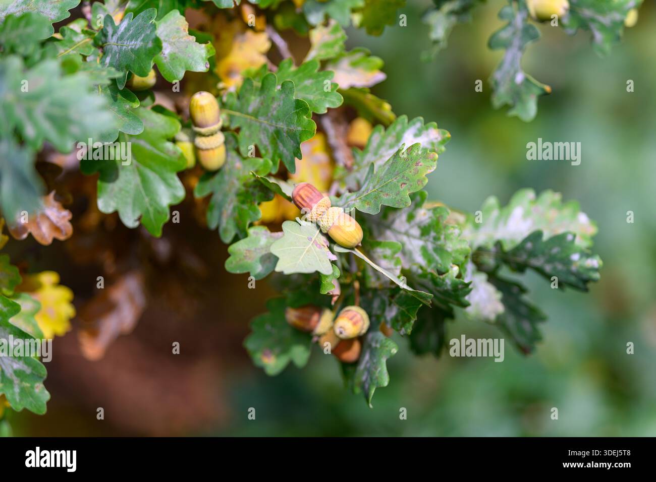 Una splendida vista degli insetti su foglie di quercia vibranti, che mostrano la natura intricato ecosistema e la bellezza Foto Stock