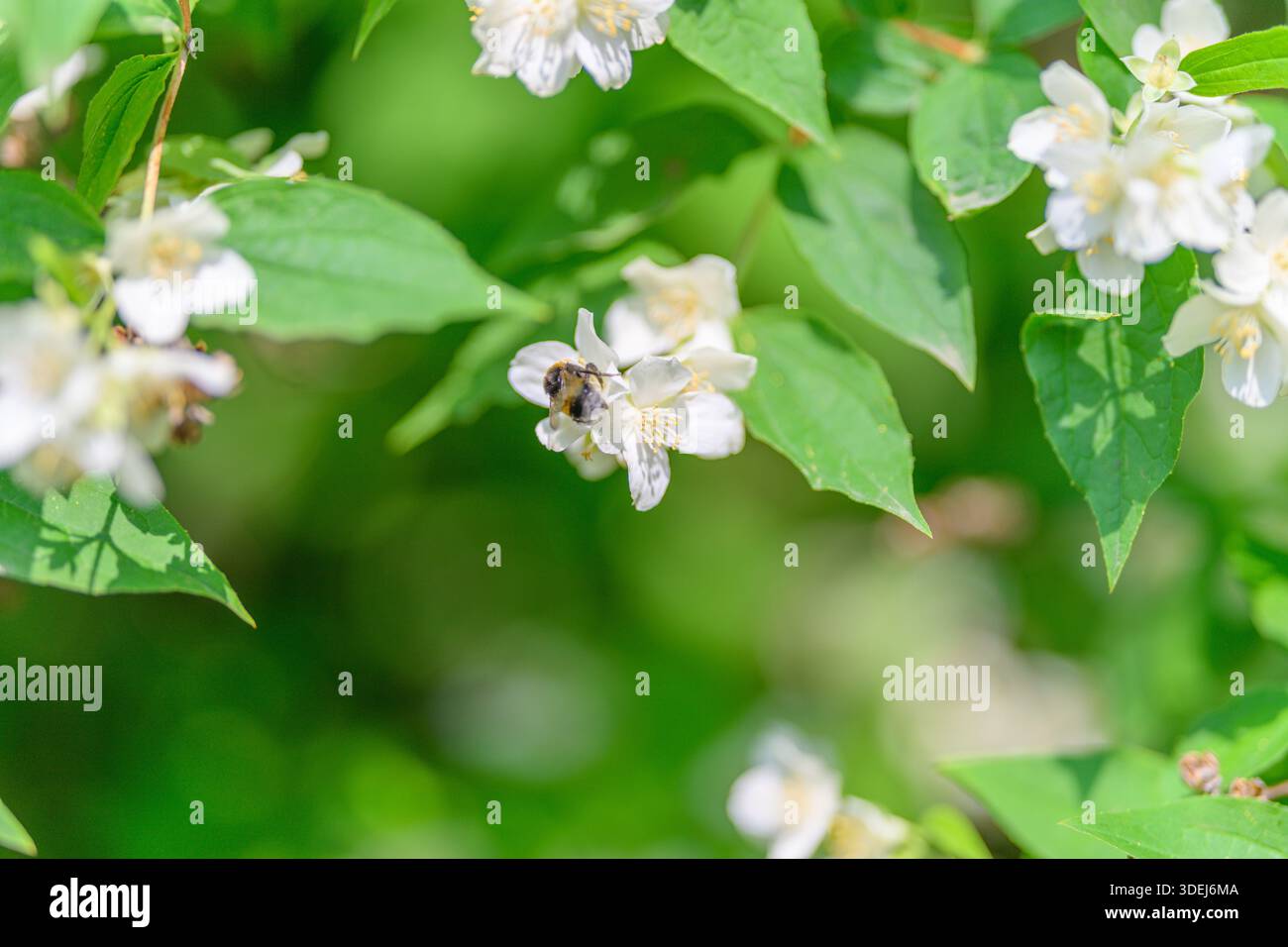 Primo piano di bellissimi fiori bianchi con un'ape che ronza, mostrando una bellezza e un'armonia mozzafiato Foto Stock