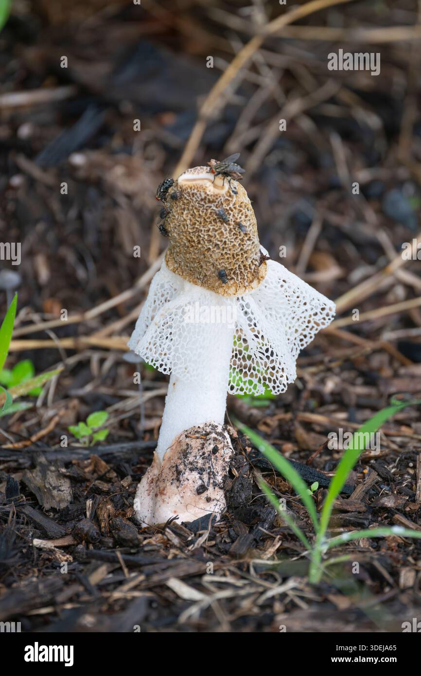 Un fungo velo nuziale o Basket Stinkhorn (Phallus indusiatus) nella foresta, Cairns Botanic Gardens, far North Queensland, Australia. Foto Stock