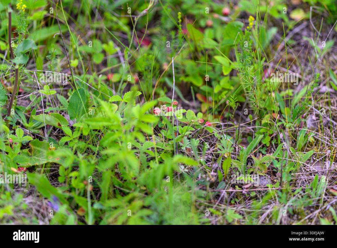 Una vista ravvicinata delle fragole selvatiche annidate tra le vivaci piante verdi, che mostrano la taglia della natura. Foto Stock