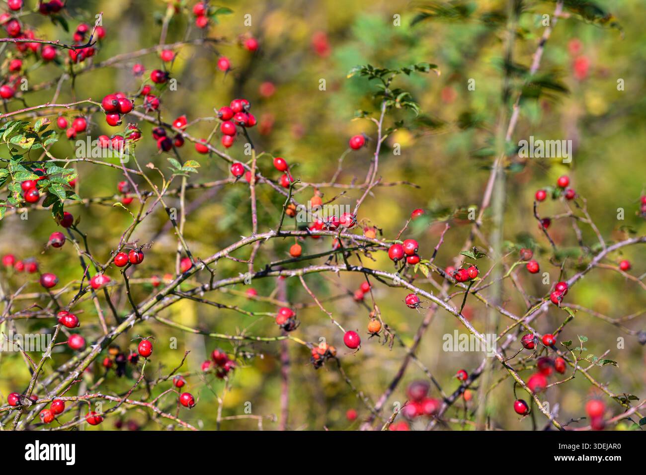 Rami densi con rosehips maturi che creano sacche di cibo sparse, cielo autunnale attenuato e steli aggrovigliati, habitat naturale che offre opportunità di foraggio Foto Stock