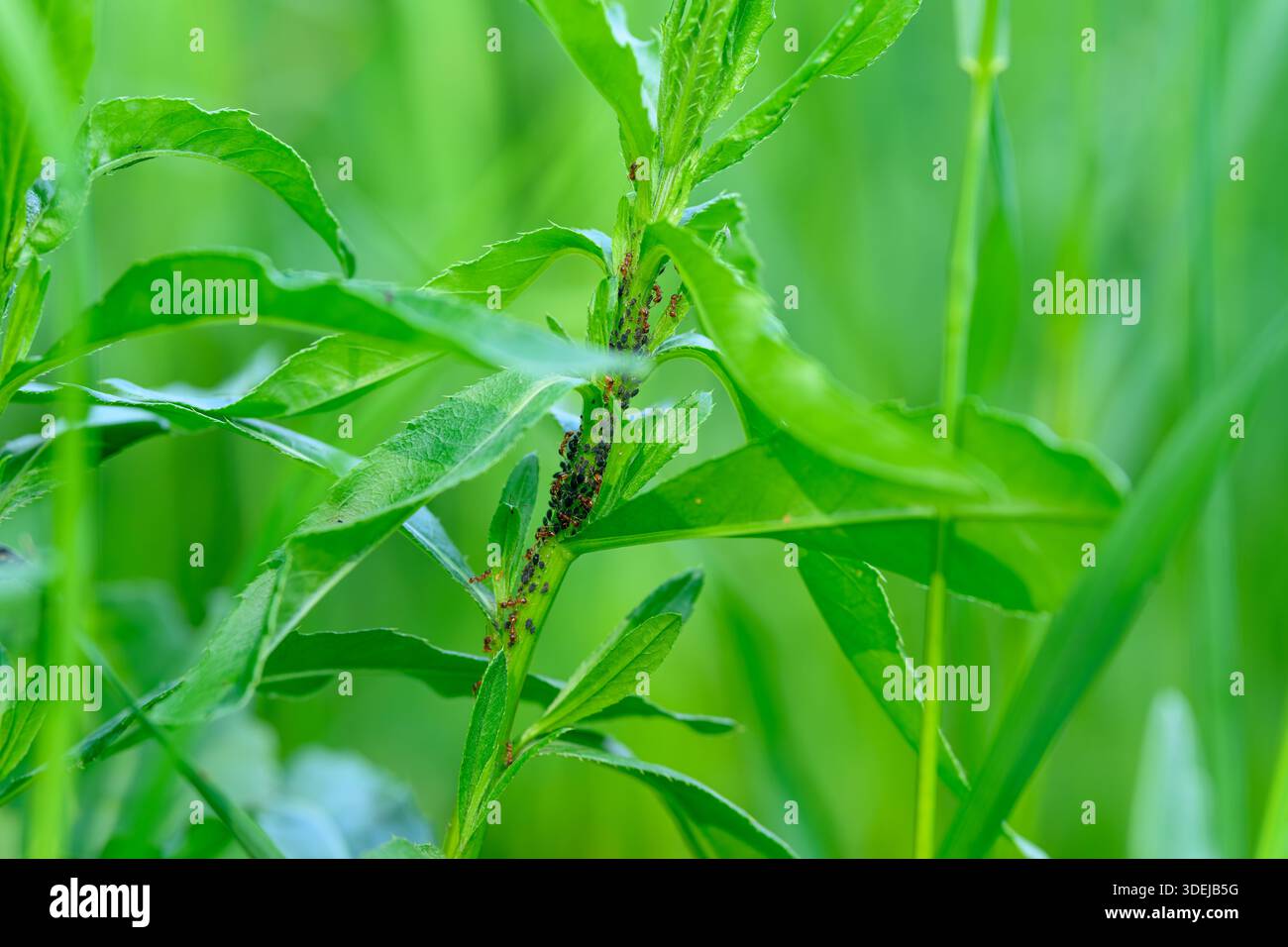 Un primo piano di una pianta verde mostra un'attività parassitaria naturale, evidenziando le dinamiche dell'ecosistema Foto Stock