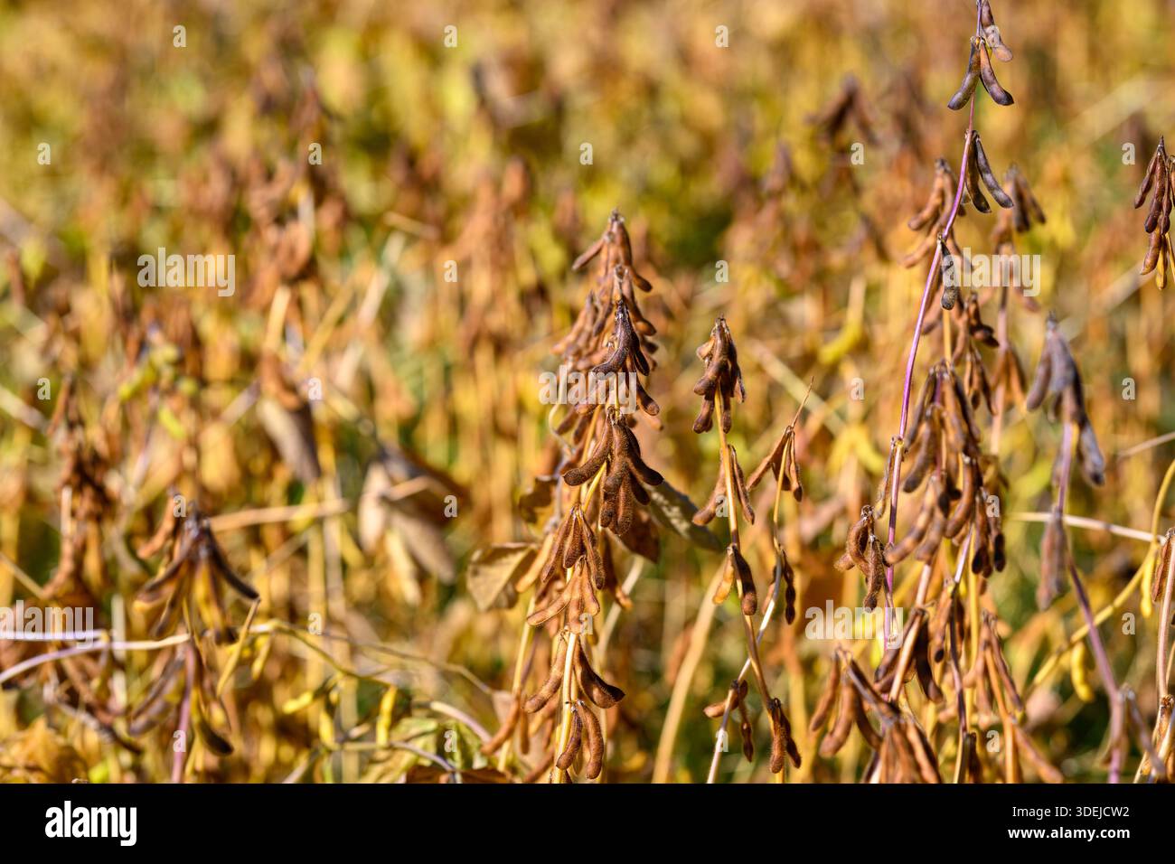 baccelli di soia essiccati marroni pronti per la raccolta, consistenza croccante delle baccelle e contorni dei semi visibili, secchezza di fine stagione e dettagli agricoli rustici Foto Stock
