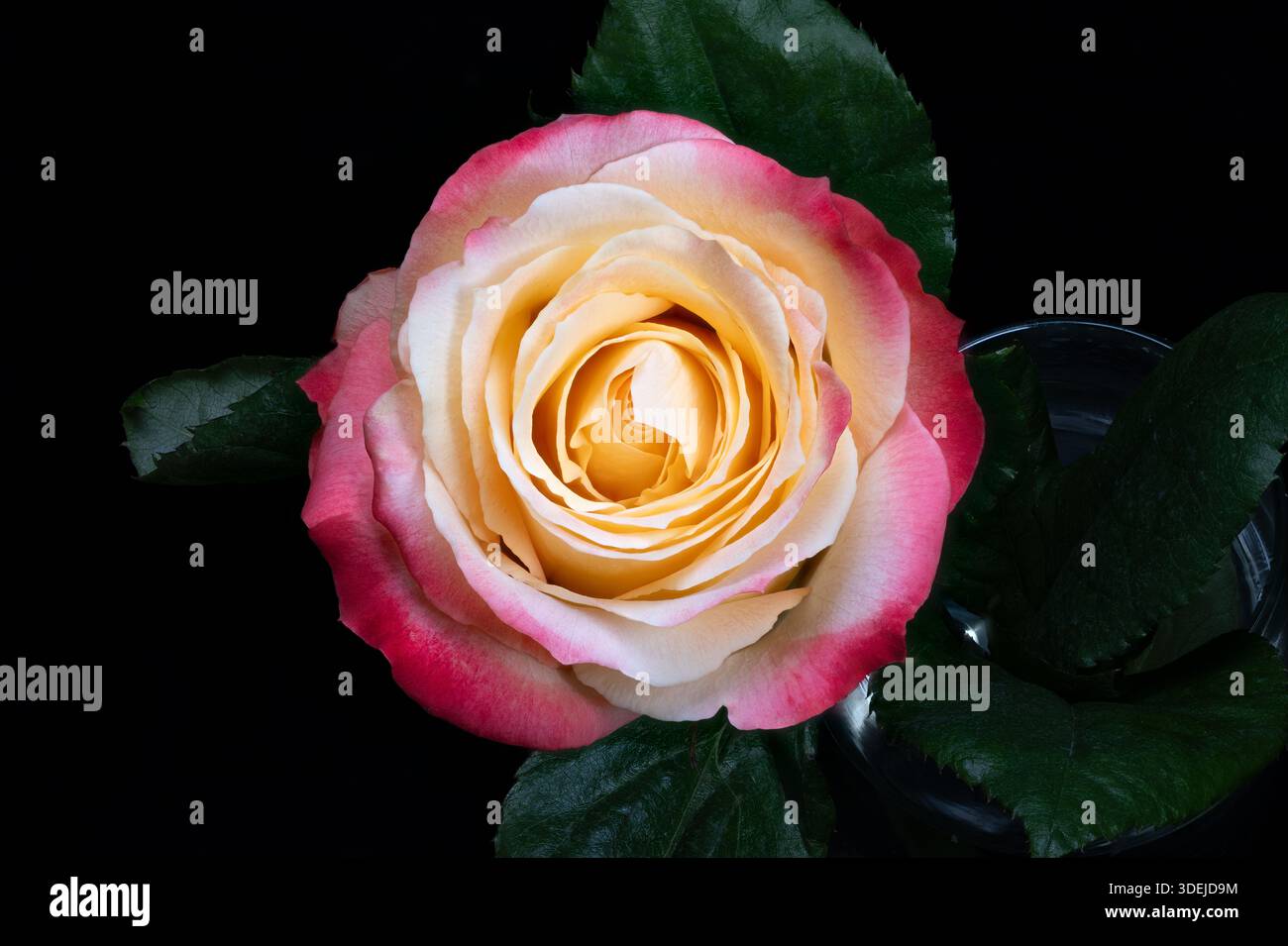 elegante ritratto rosa giallo sul nero, vista dall'alto con foglie circostanti e illuminazione spettacolare composizione raffinata adatta per il marchio di lusso, f Foto Stock