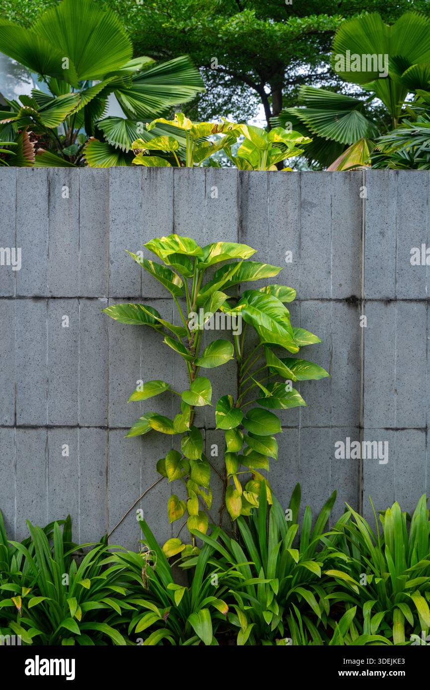 Golden Pothos ivy arrampicata su un muro di cemento grigio. Pianta Epipremnum aureum che cresce verticalmente in un paesaggio urbano di giardini Foto Stock