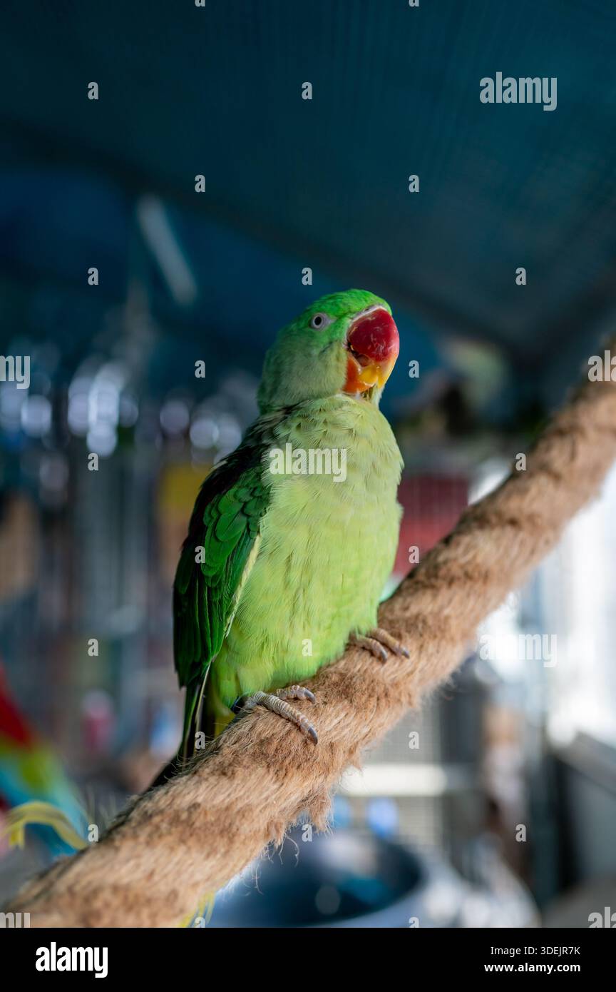 Il parakeet verde Psittacula krameri seduto su un ramo della voliera. Primo piano esotico ritratto di pappagalli, piumaggio colorato, fotografia di uccelli selvatici, nat Foto Stock