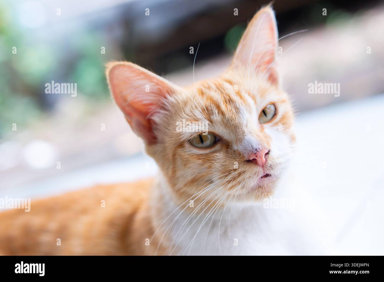 Ritratto ravvicinato di un gatto di zenzero con un'espressione curiosa. Gatto da tabby domestico disteso con sfondo sfocato Foto Stock