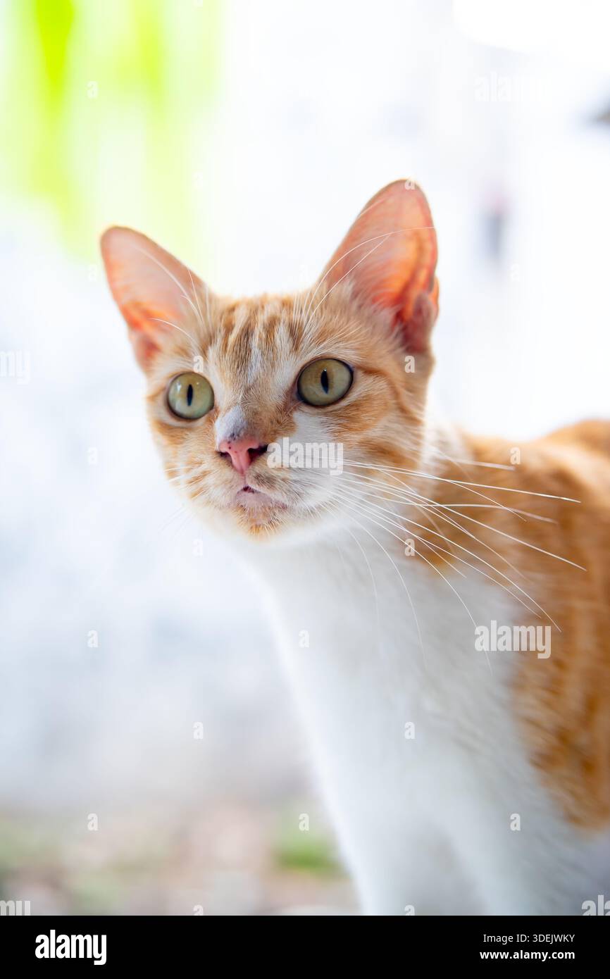 Ripresa ad angolo basso di un curioso gatto di zenzero che guarda verso l'alto. Gatto da tabby domestico con petto bianco e occhi luminosi su sfondo alto. Foto Stock