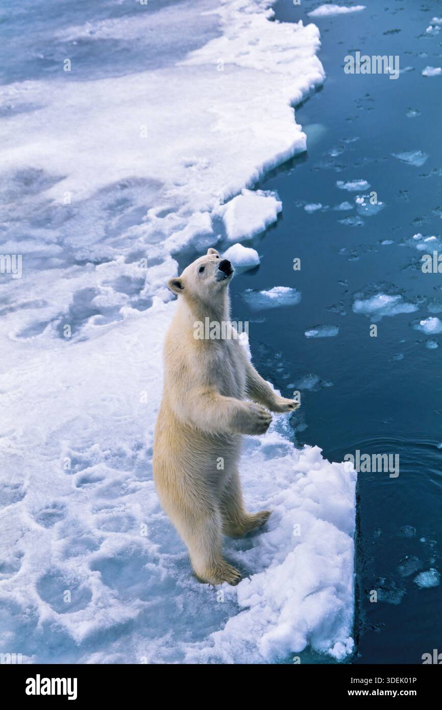 Orso polare in piedi su due zampe e annusando aria Foto Stock