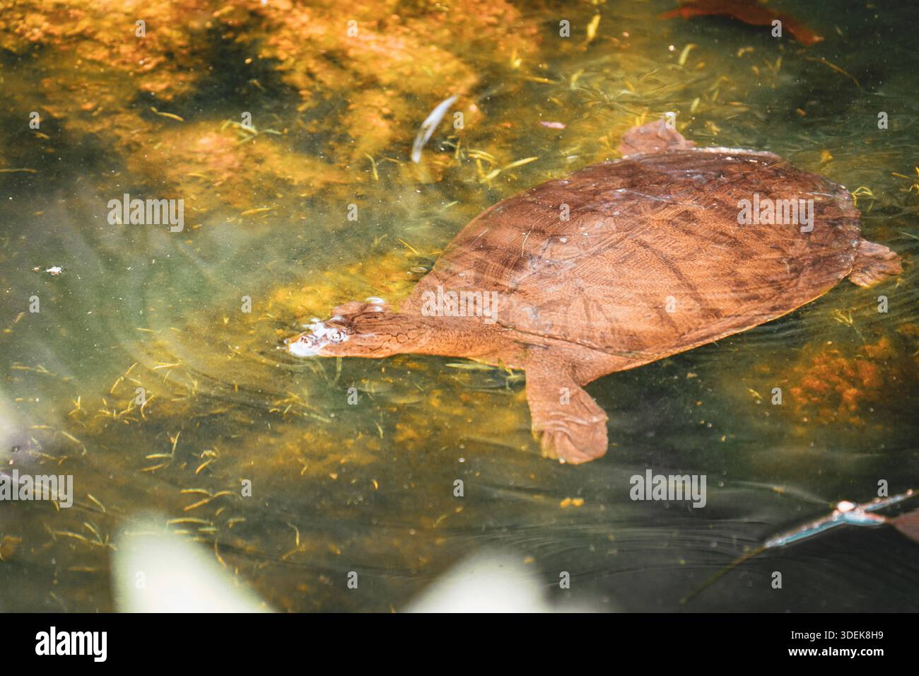 Tartaruga indiana (Lissemys punctata) che nuota sott'acqua in uno stagno di acqua dolce Foto Stock