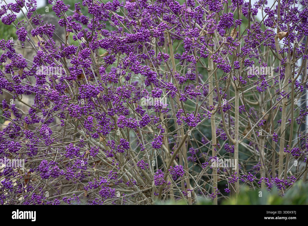 Frutta di bellezza, cespuglio di perle d'amore (Callicarpa bodinieri, Franconia, Baviera, Germania Foto Stock