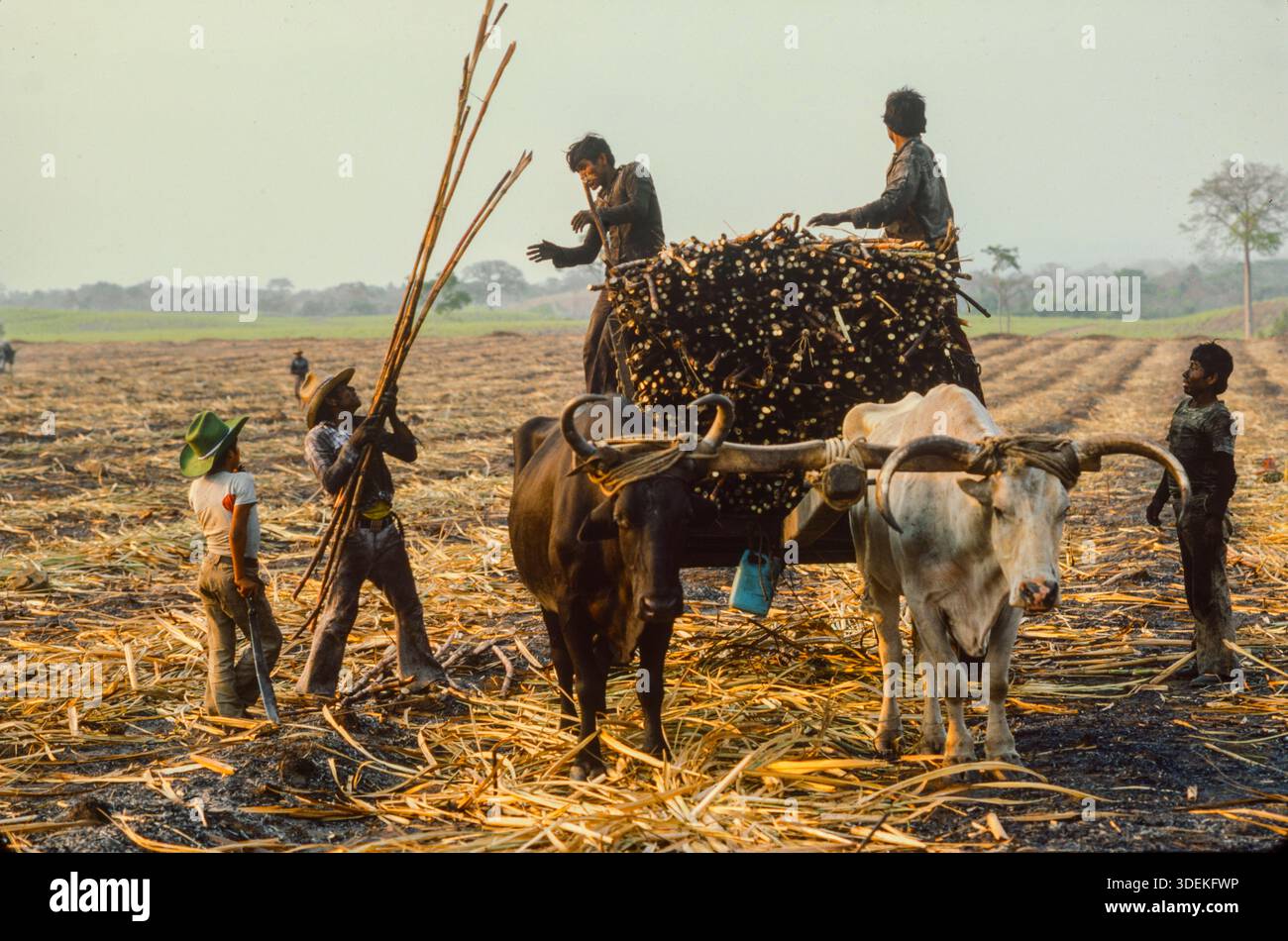 Lavoratori migranti dai villaggi Maya nel nord del Guatemala che lavorano per portare il raccolto di canna da zucchero a Santa Lucia Cotzmumalaguapa nel sou Foto Stock