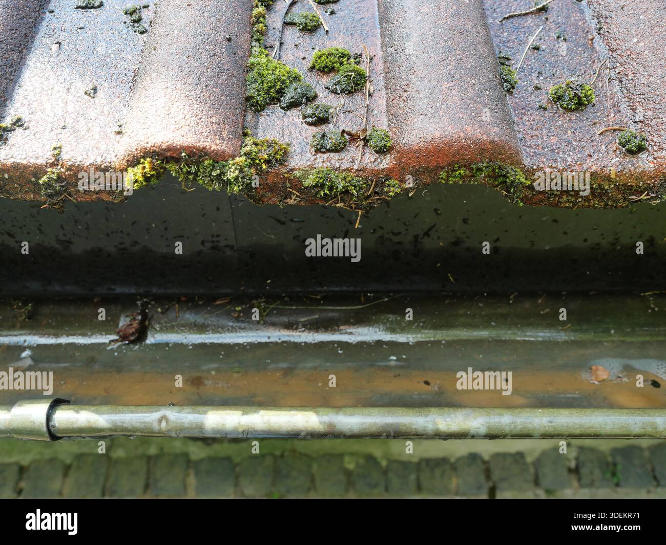 Grondaia sporca sotto le tegole ricoperte di muschio e alghe. Umidità e patina visibili. Copyspace. Foto Stock
