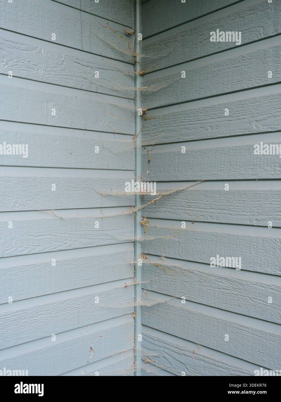 Facciata in legno blu chiaro con ragnatele su angolo verticale. Foto con texture naturali e dettagliate. Copyspace. Foto Stock