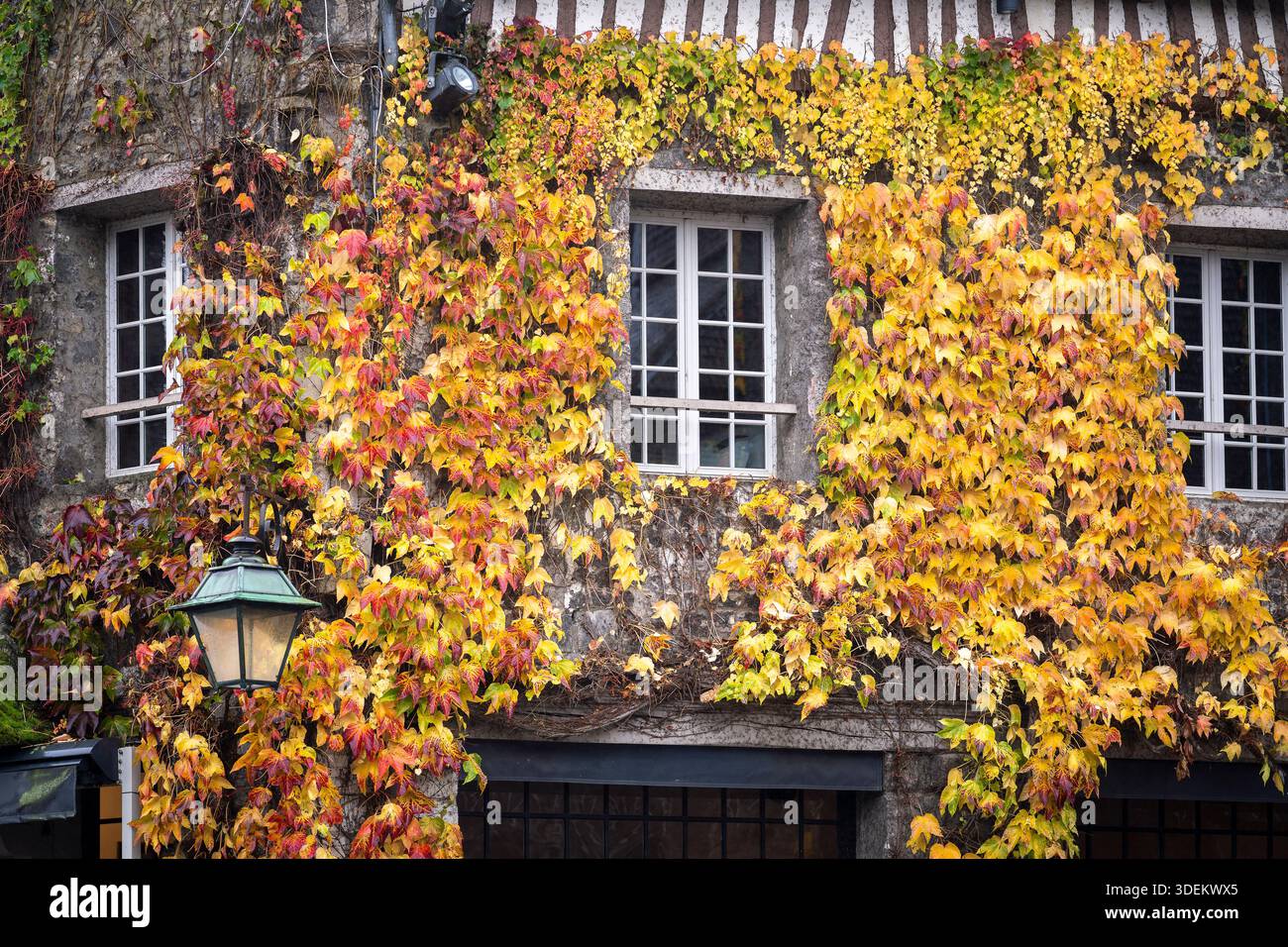 edera autunnale che copre la facciata di una casa tradizionale a Honfleur, in Francia. Colorato fogliame autunnale che sale sulle pareti di pietra di un edificio storico. Foto Stock